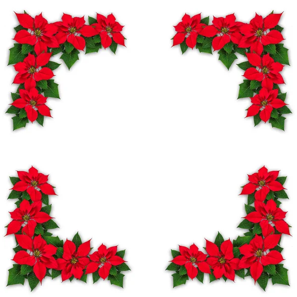 Poinsettia flowers christmas decoration — Stock Photo, Image