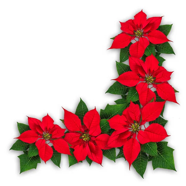 Poinsettia bloemen Kerstdecoratie — Stockfoto