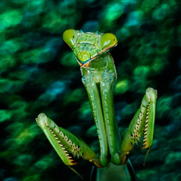 Είδος ακρίδος ή Mantis Religiosa — Φωτογραφία Αρχείου