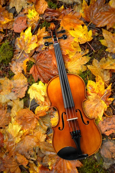 Violín acostado sobre fondo de hojas de otoño rojas y naranjas — Foto de Stock