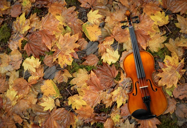 Violin ligger på röda och orange höstlöv bakgrund — Stockfoto