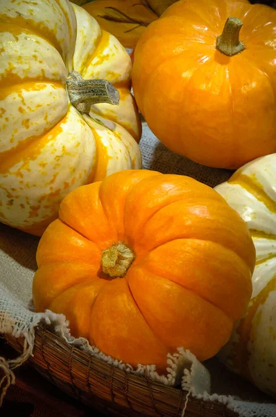 Bendición de Acción de Gracias Celebrando, Calabazas — Foto de Stock