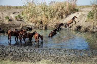 atları sulama çukurda kalmış