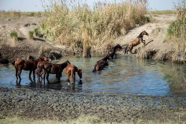 Cavalos são banhados na vala de irrigação — Fotografia de Stock