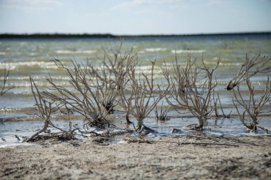 Sahilde dalgaların karaya attığı odun deniz raf üzerinde deniz yosunu