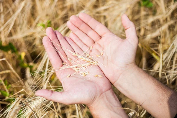 Erkekler elinde buğday