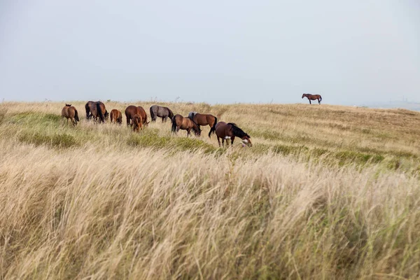 Uma manada de cavalos selvagens — Fotografia de Stock