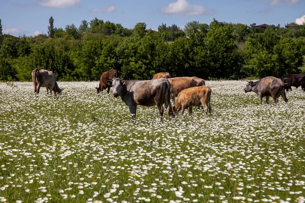 一群奶牛在甘菊地里 — 图库照片