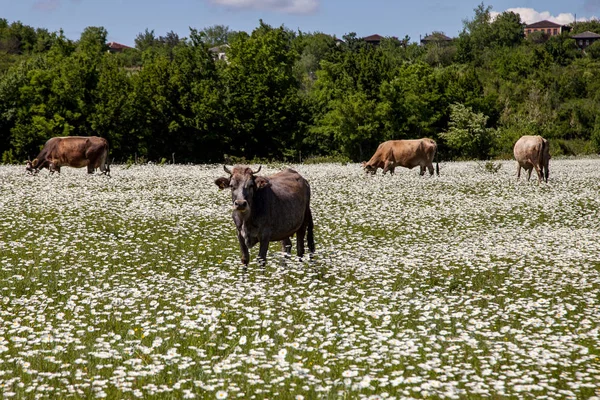 一群奶牛在甘菊地里 — 图库照片