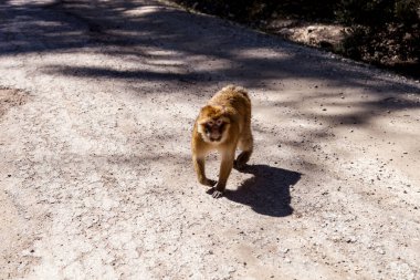 Fas 'ta ormandaki maymunlar