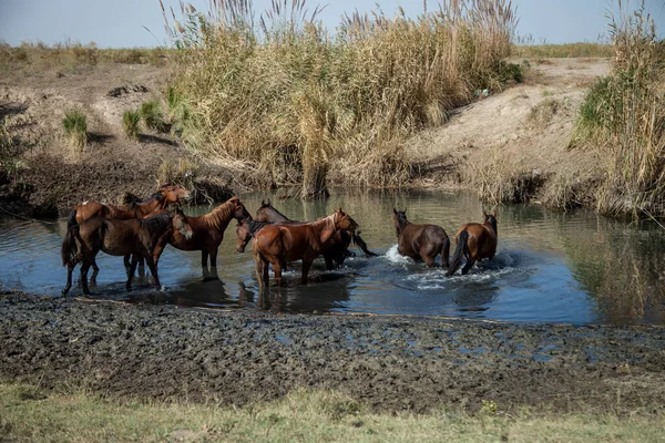 Uma Manada Cavalos Selvagens Beber Rio — Fotografia de Stock