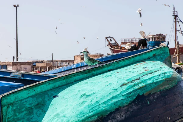 Essaouira limanında mavi botlar