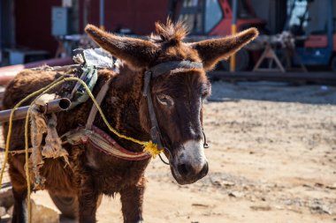 At arabasına bağlanmış eşek.