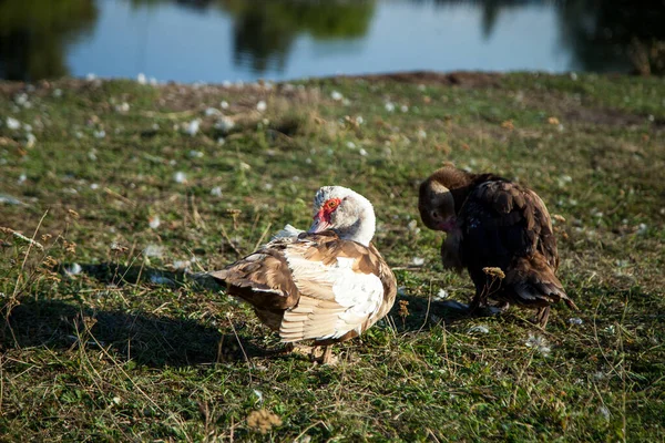 Patos Con Patitos Pueblo — Foto de Stock