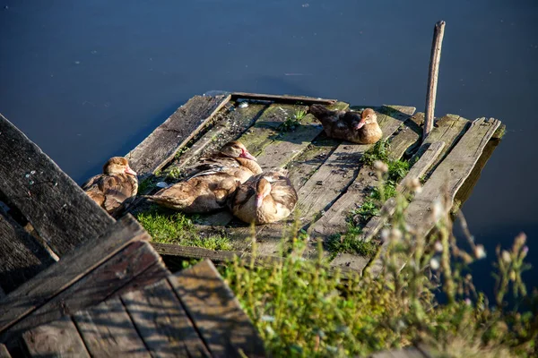 Köyde ördekli ördekler