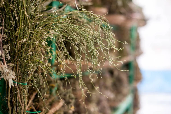 Kurutulmuş Fas otları ve baharatları.