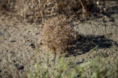 Kuru çiçek, bozkırda diken