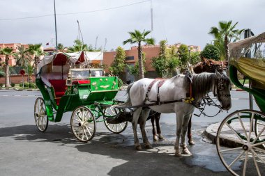 Atlar bir arabaya bağlandı.