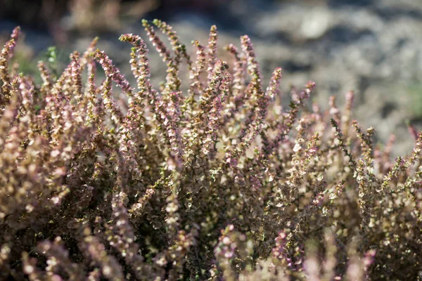 Heather çiçekleri. bozkır bitkileri