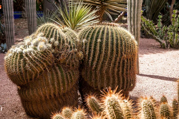 Cactus Desierto Marroquí — Foto de Stock