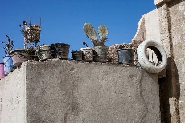 Duvarında bitkiler olan saksılar.