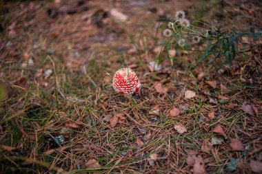 Ormanda kızıl sineklik.