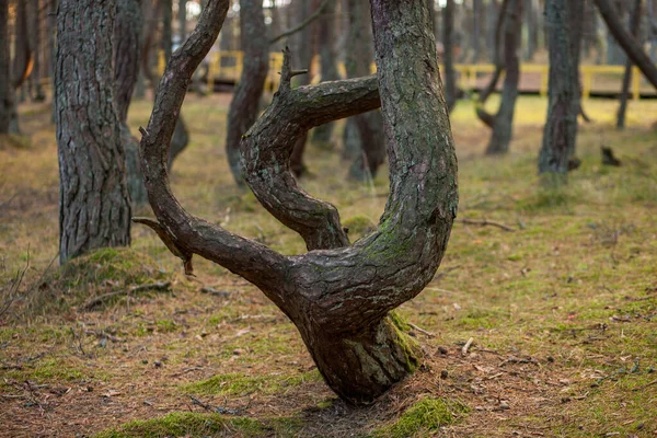crooked tree trunks in the forest