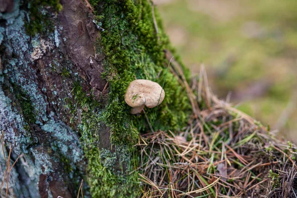 Ağaç gövdesinin yanında zehirli bir mantar.