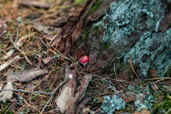 Poisonous Mushroom Tree Trunk — Stock Photo, Image