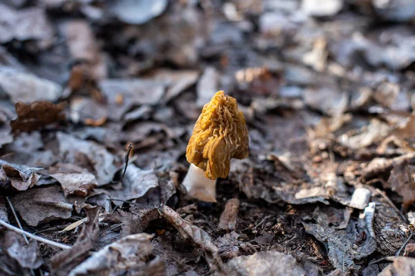 edible mushroom of the Morel family in the forest