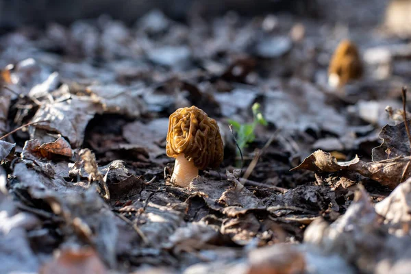 Seta Comestible Familia Morel Bosque — Foto de Stock