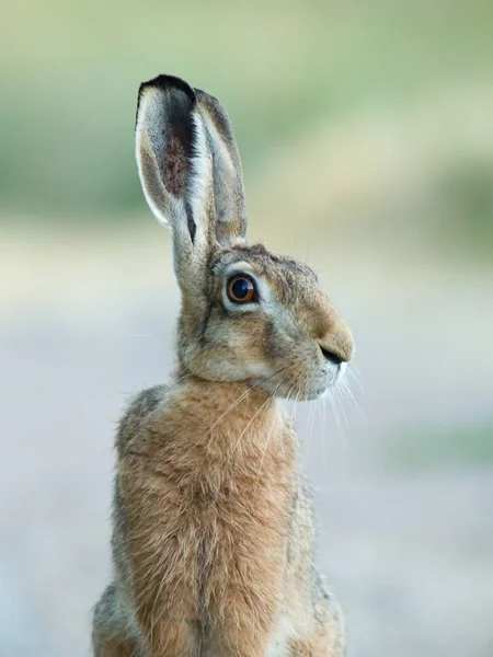 야생 토끼 필드 스톡 사진