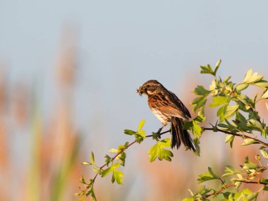 abranch üzerinde oturan kiraz kuşu