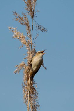 Bir Reed'i ötleğeni oturur şarkı söylüyor