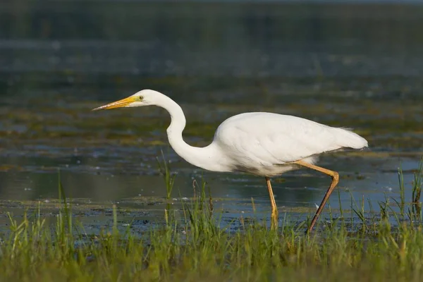 Egret hunting fish and frogs — Stock Photo, Image