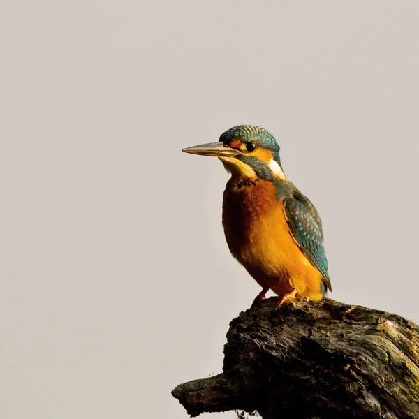 Kingfisher sentado em um ramo — Fotografia de Stock