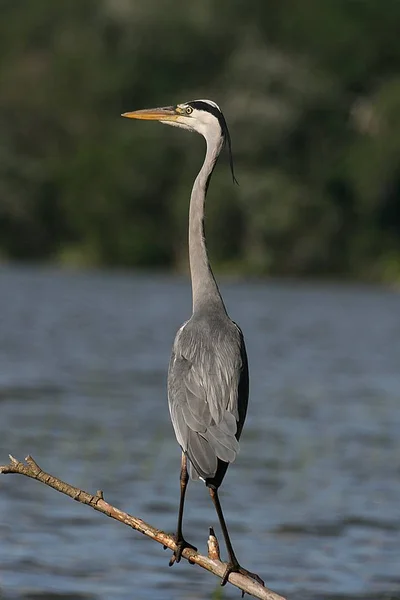 Reiher sitzt auf einem Ast über Wasser — Stockfoto