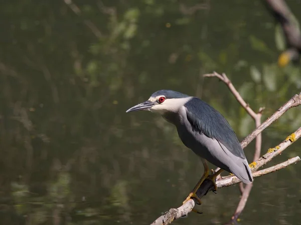 Heron sitting on a branch obove water — Stock Photo, Image