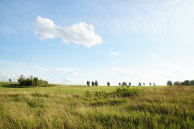 Gündüz vakti güneşli yaz tarlası