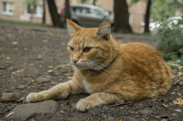 Rote Katze Auf Der Straße — Stockfoto