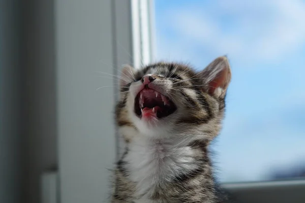 Chaton Dans Fenêtre Ensoleillée — Photo