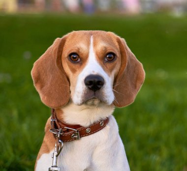 Kare vuruş Beagley, güzel kahverengi gözler, kulaklar