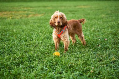 Kızıl renkli kıvırcık Spaniel yeşil çimlerin üzerinde duruyor.