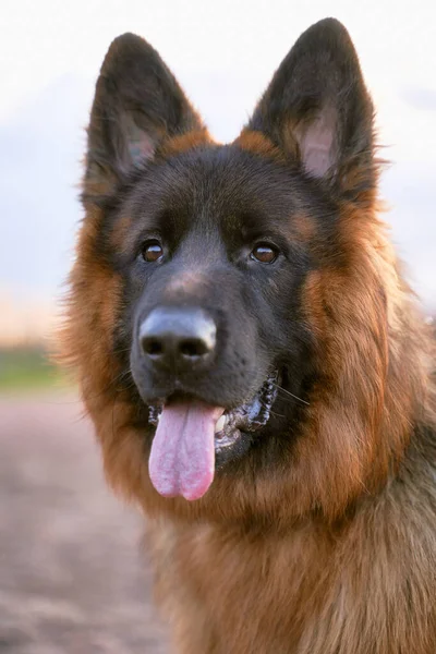 Herder hond op zoek naar kant, steekt uit tong — Stockfoto