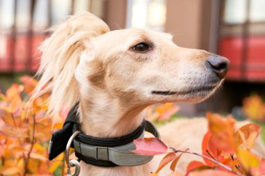 Rus köpek Greyhound bir hayvan avlıyor.