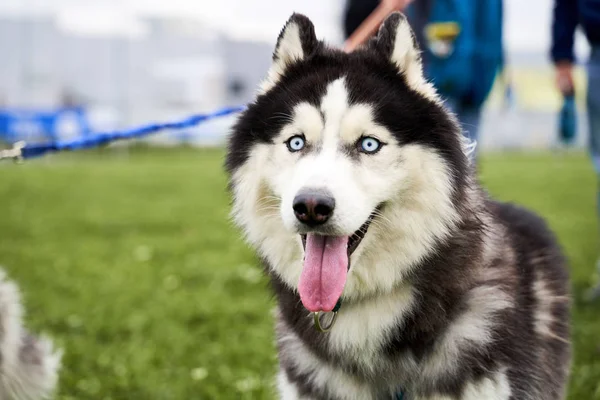 Husky kék szemekkel kétségbeesetten néz a kamerába. — Stock Fotó