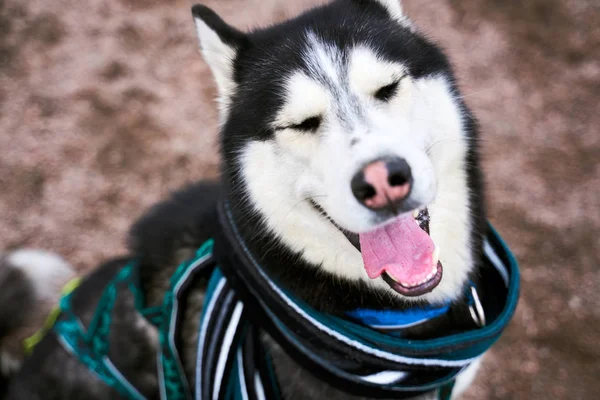 Funny husky squints, closes eyes sticks out tongue
