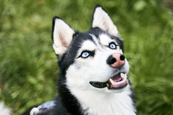 Close-up retrato de engraçado husky língua saliente — Fotografia de Stock