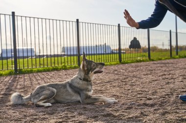 İtaatkar gri renkli köpek sahibine emir verir, eline bakar ve uzanır, dikkatlice insanın avucuna bakar..