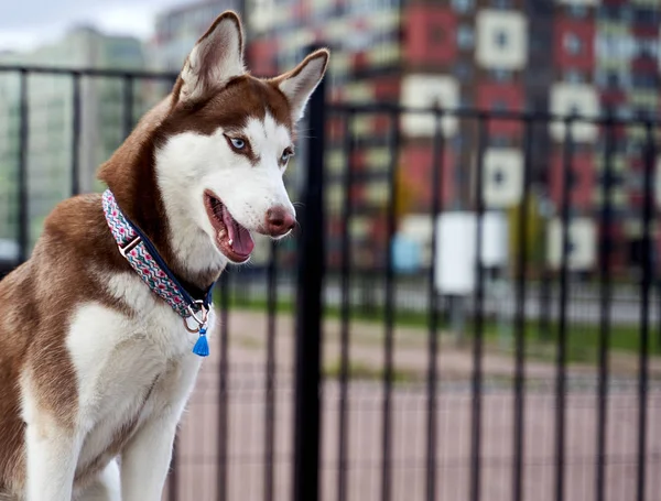 Husky fehér barna színű, kék szem, akut fülek. — Stock Fotó